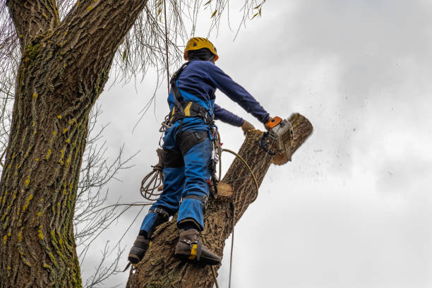 Reliable Corunna, MI Tree Service Solutions